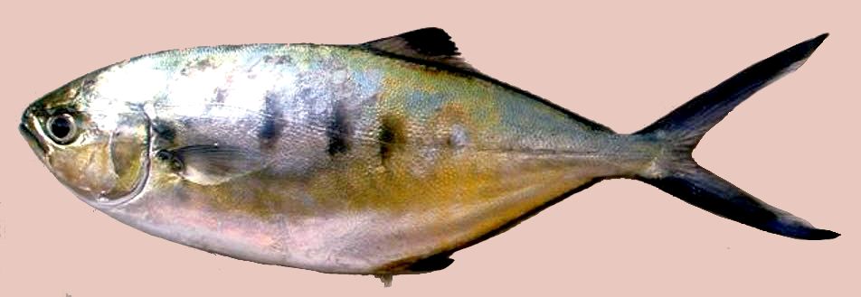 Trachinotus ovatus_005